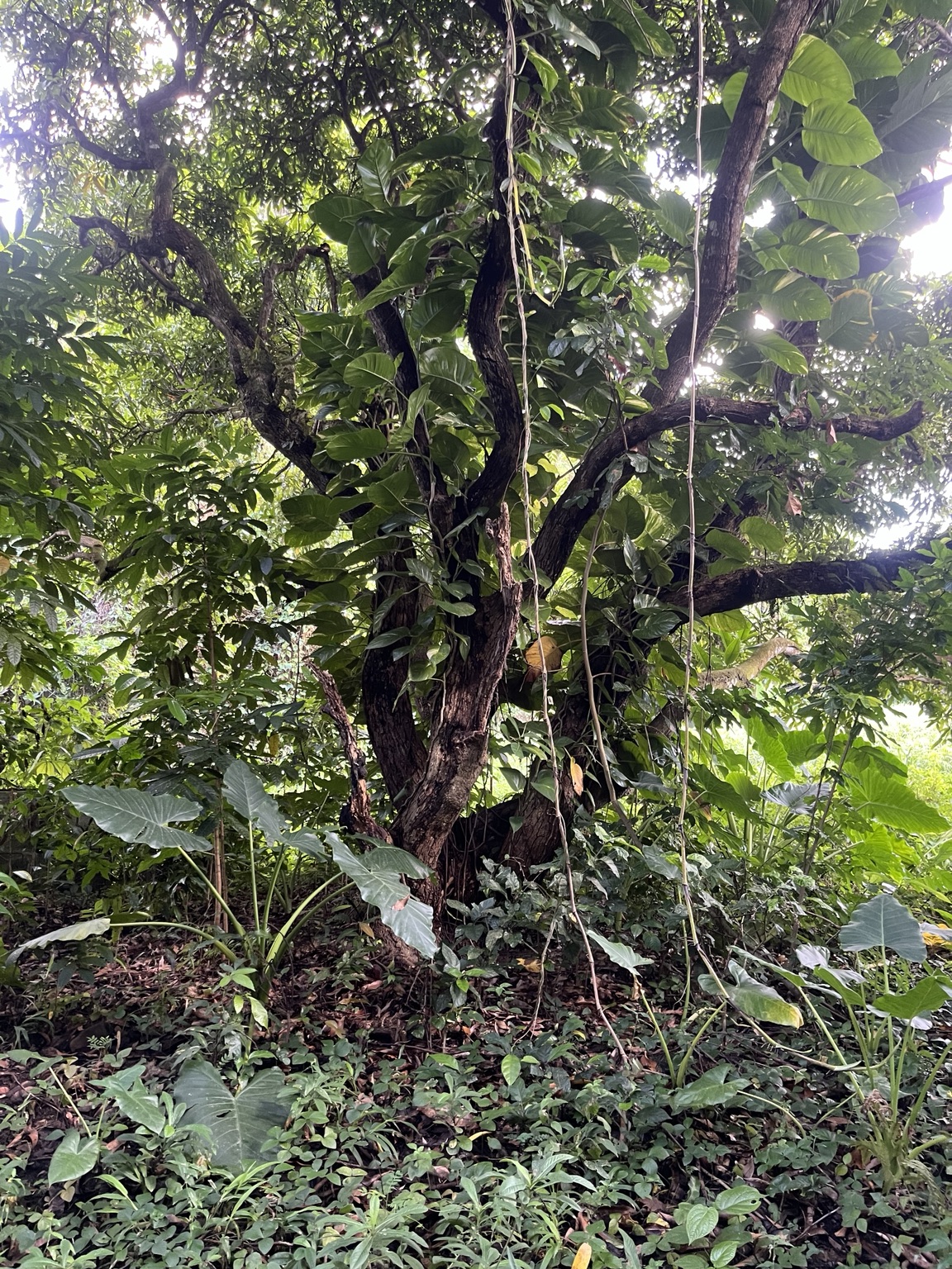 Arbre ancien multi-troncs sur la parcelle