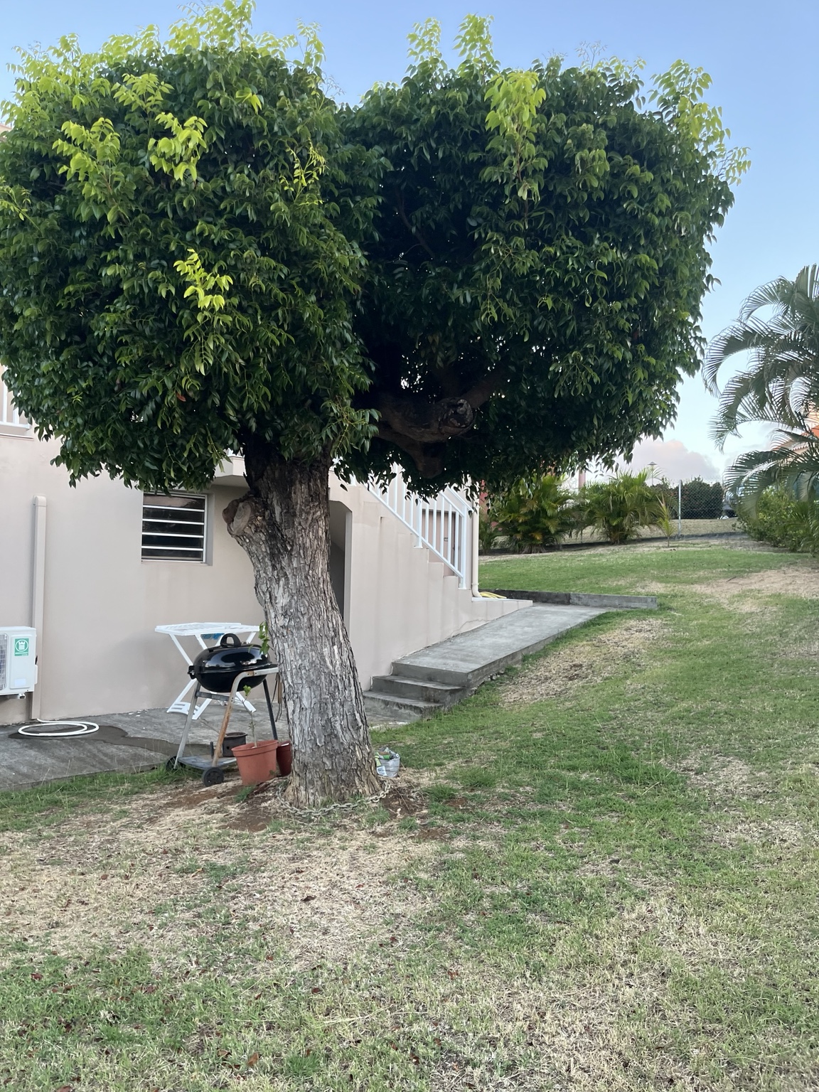 Arbre proche de la maison