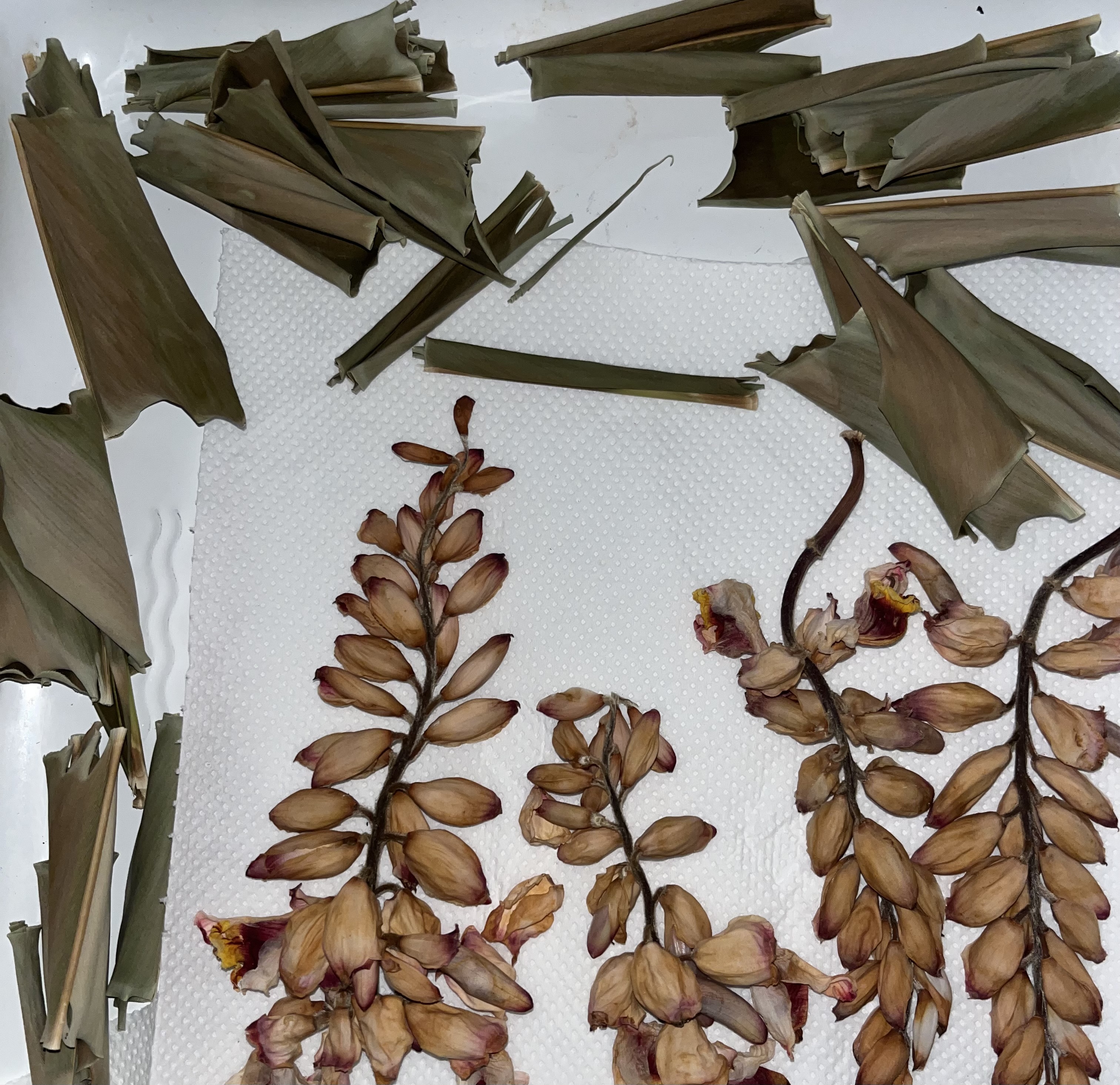 Feuilles laissées à sécher