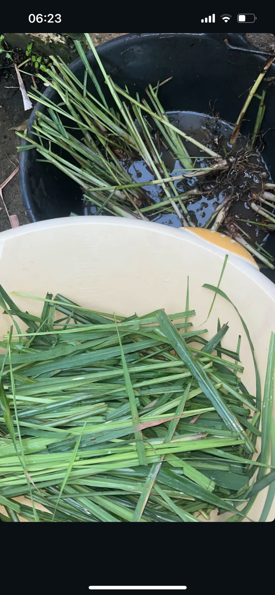 Récolte de citronnelle