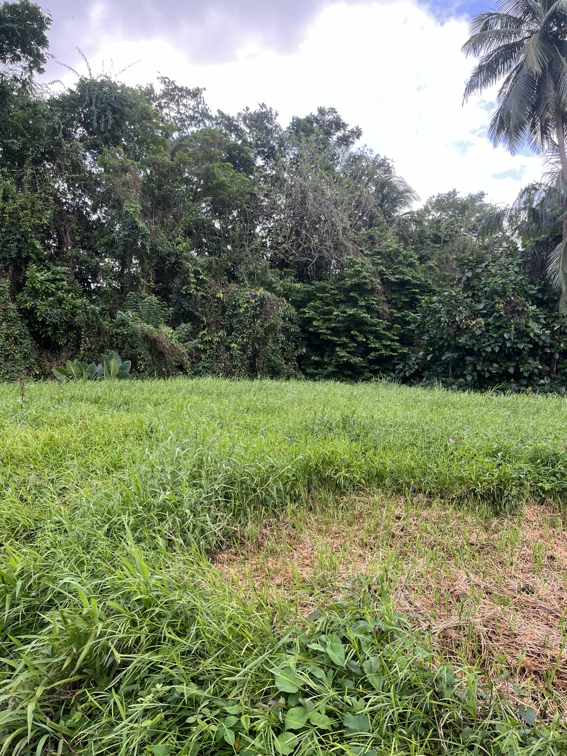 Clairière du terrain et première zone lisible