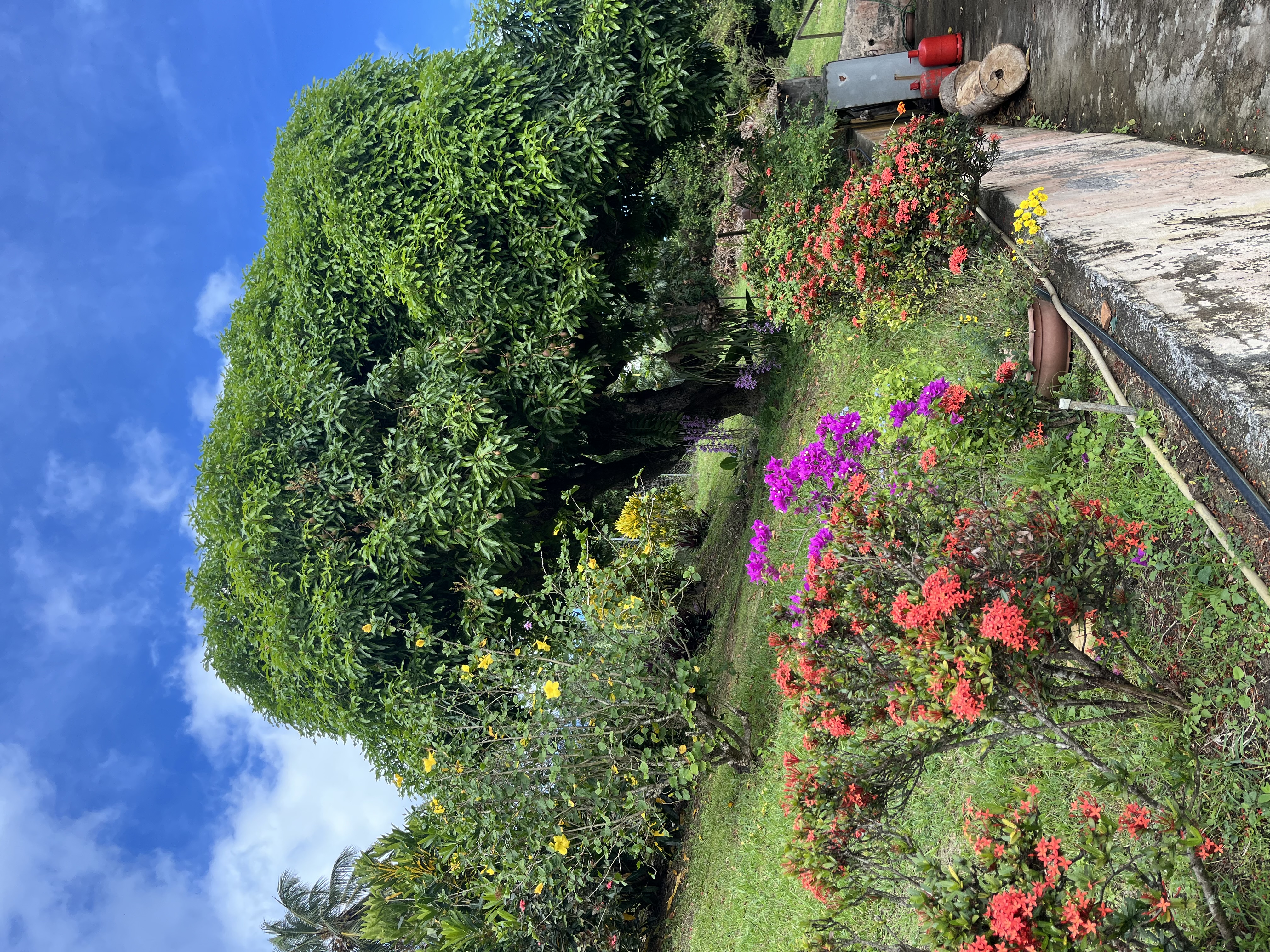 Jardin proche de la maison