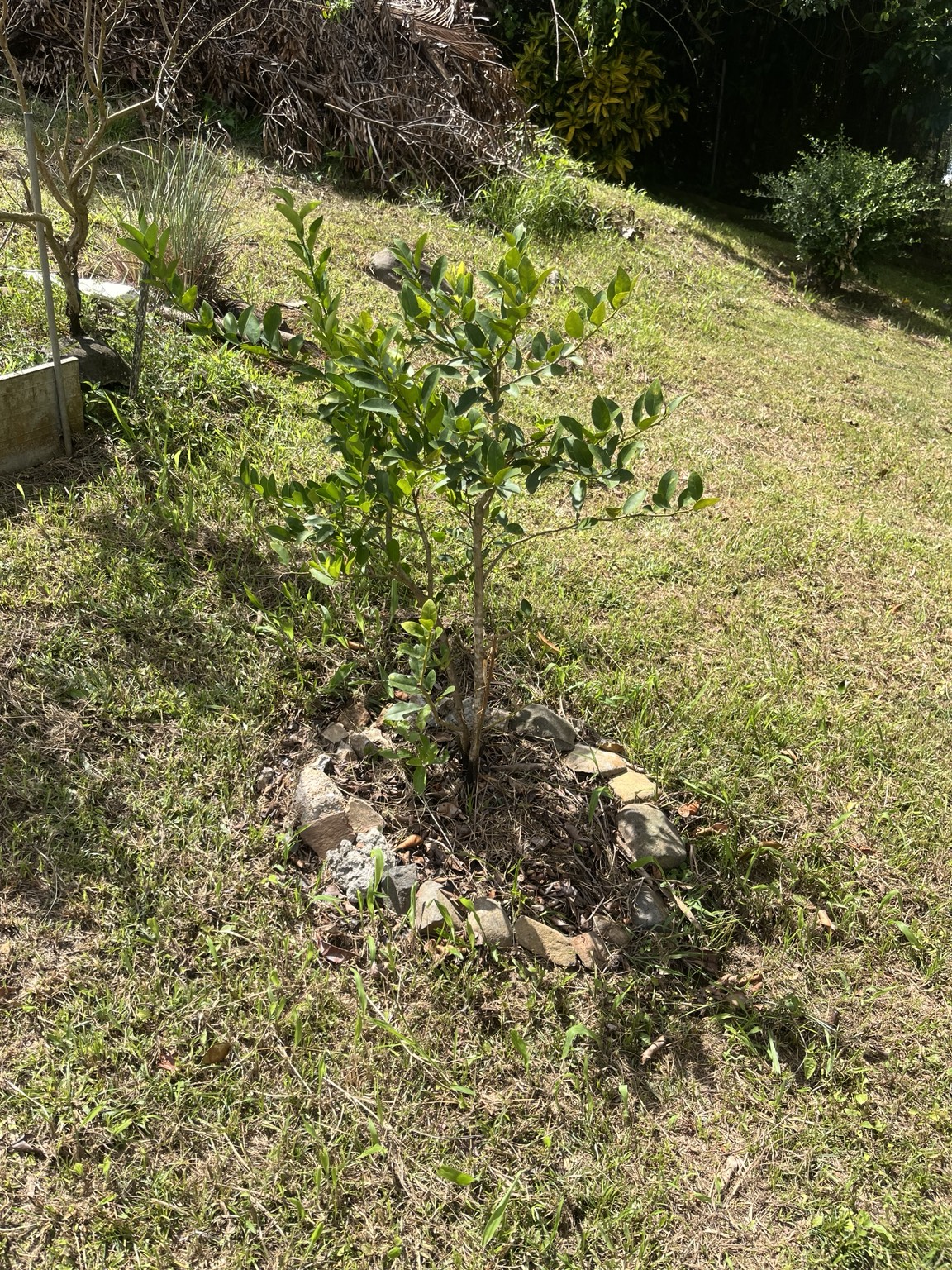 Jeune agrume sur le terrain