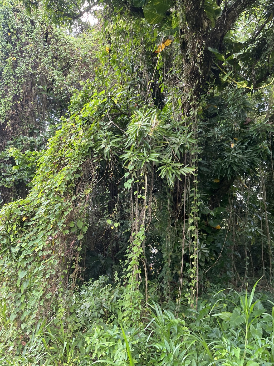 Masse forestière dense