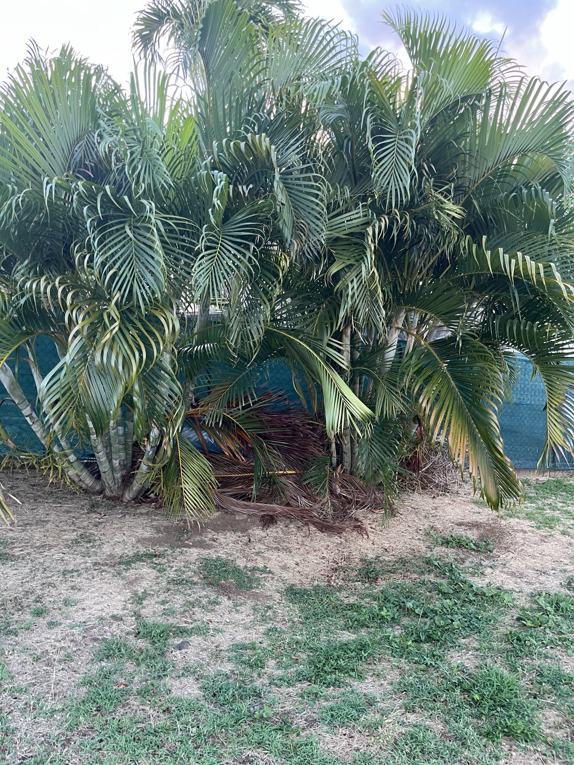 Massif de palmiers