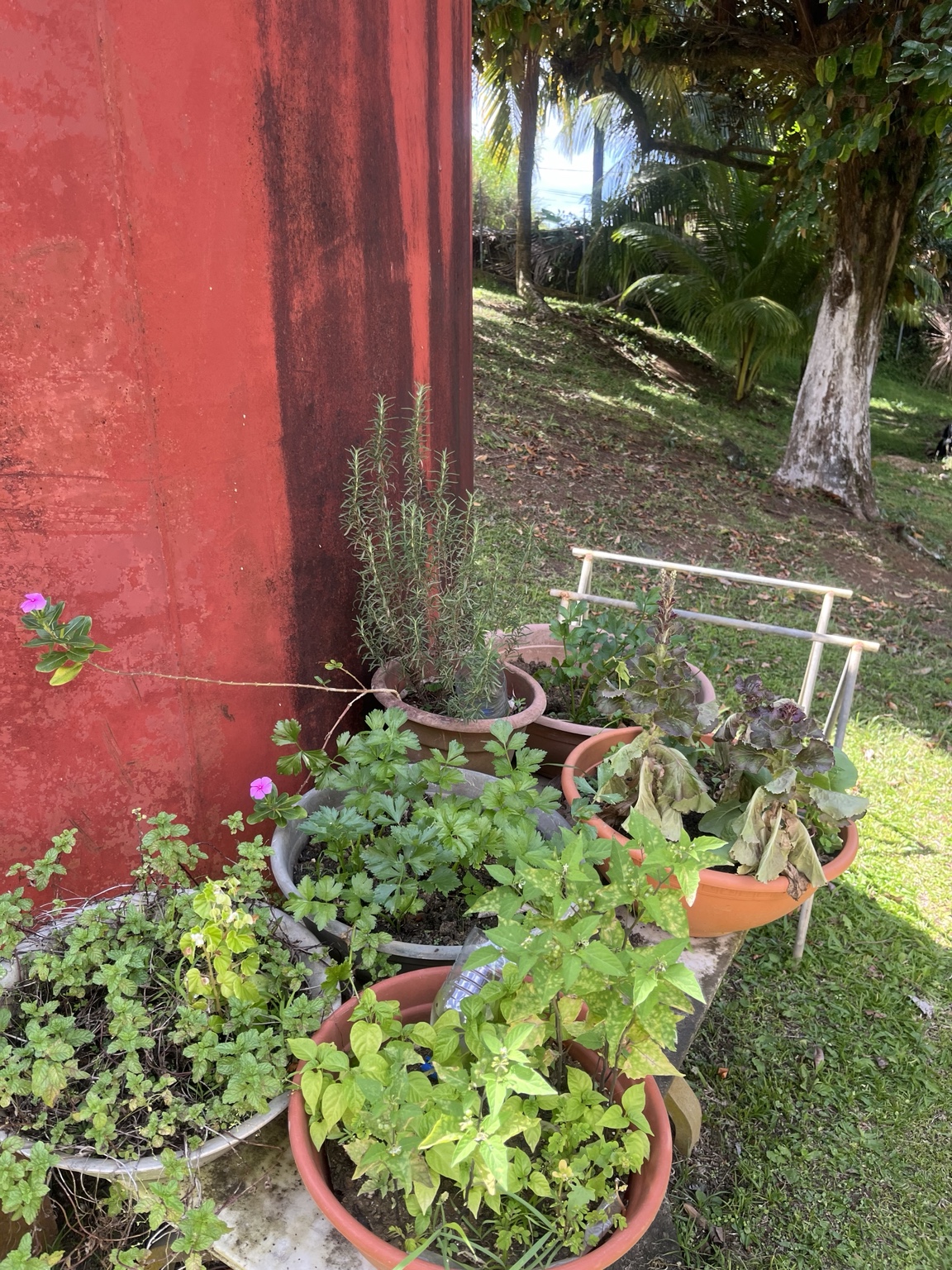 Pots aromatiques sur terrasse