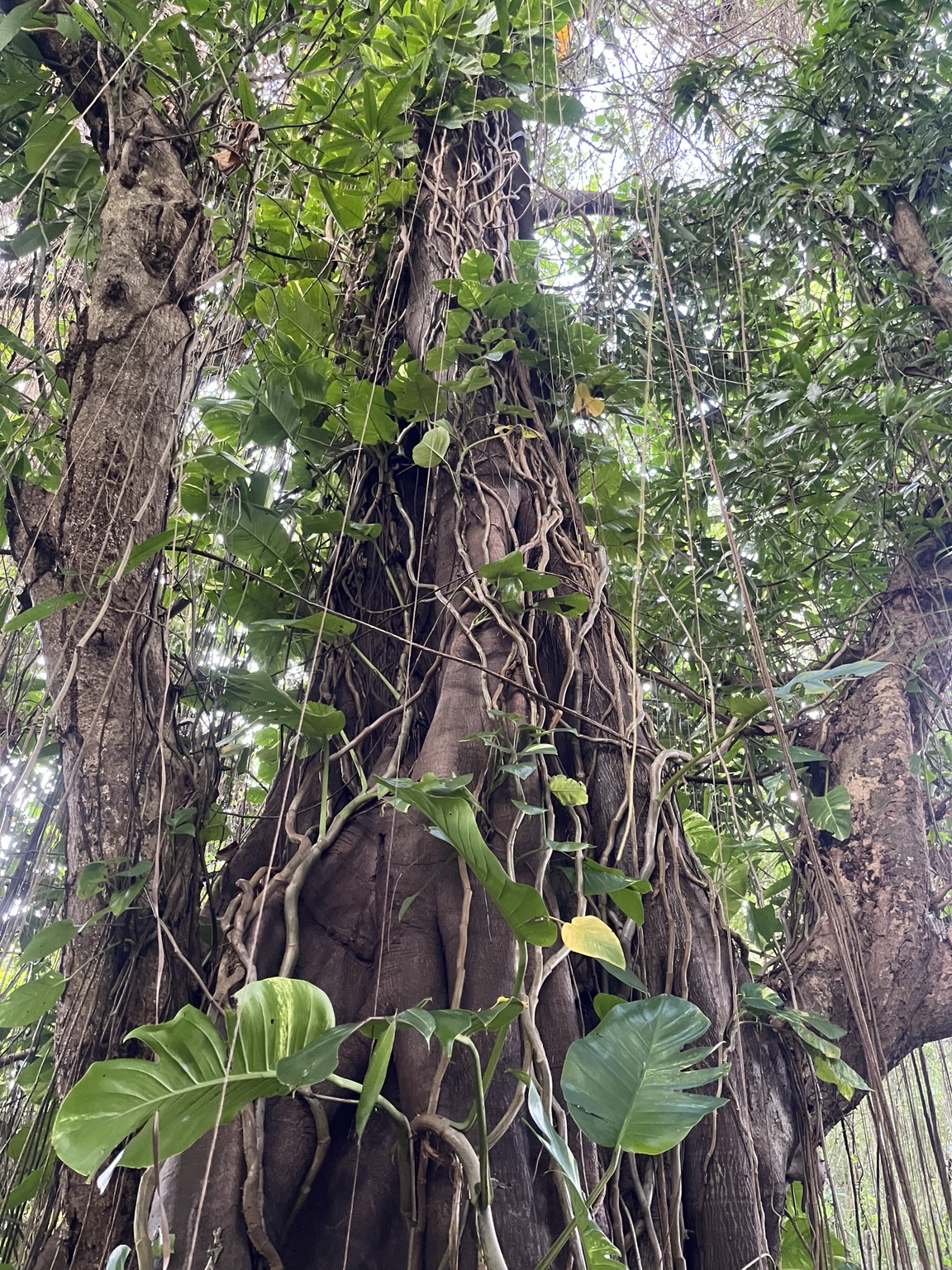 Tronc couvert de lianes